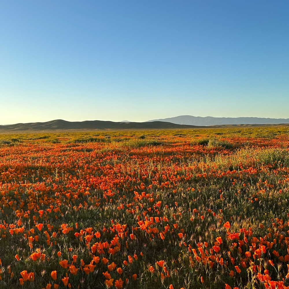 Meet your Posher, Diana